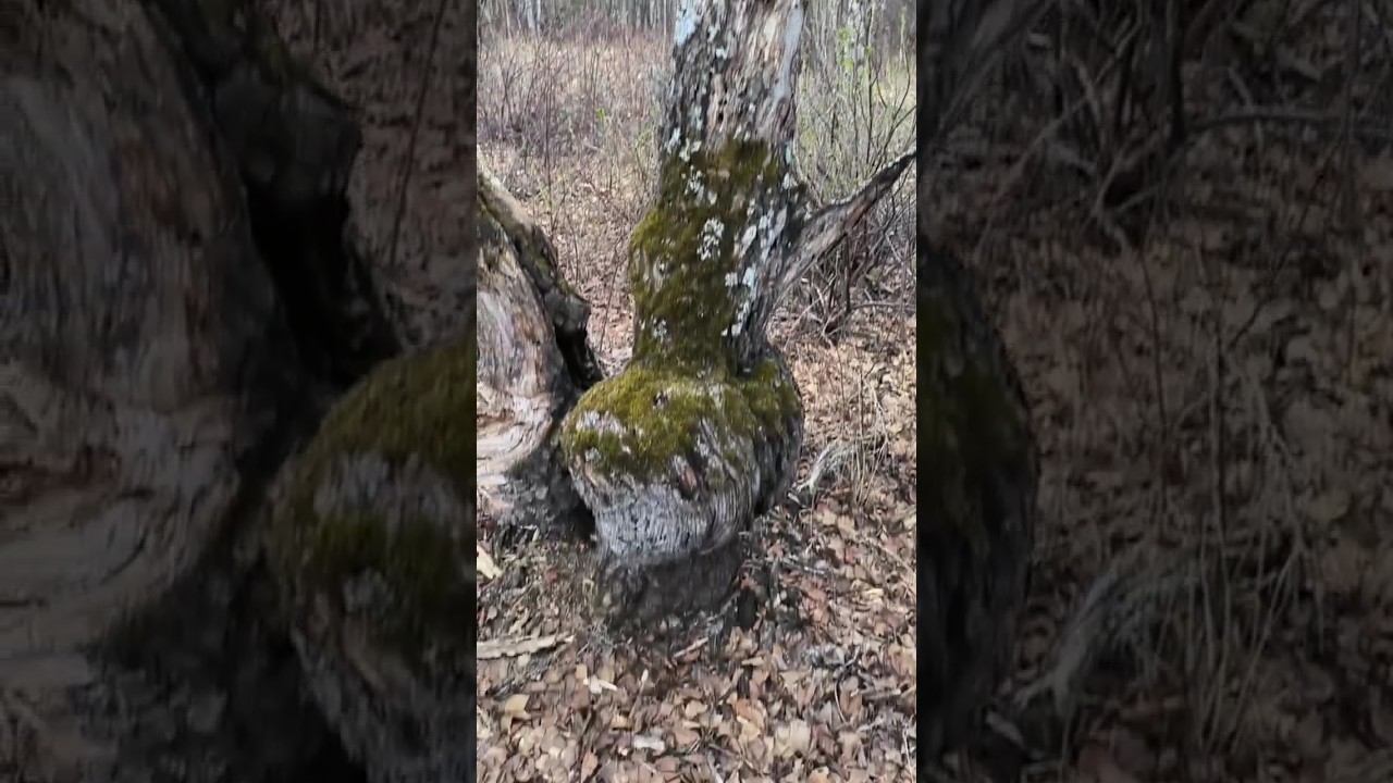 Нашли древний артефакт в глухой тайге! #рыбалка #охота #тайга #fishing #природа #приключения смотреть онлайн