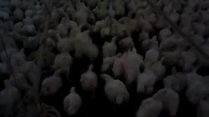 MOV 2265 Птичник (взрослая птица (броллер))