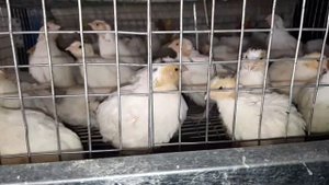 второй партии перепелов 21 день пересаживаем в клетки, первой 40 сортируем на петушков и курочек