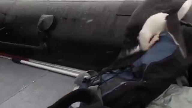 Поддержи подпиской 🙏🙏 смотреть онлайн