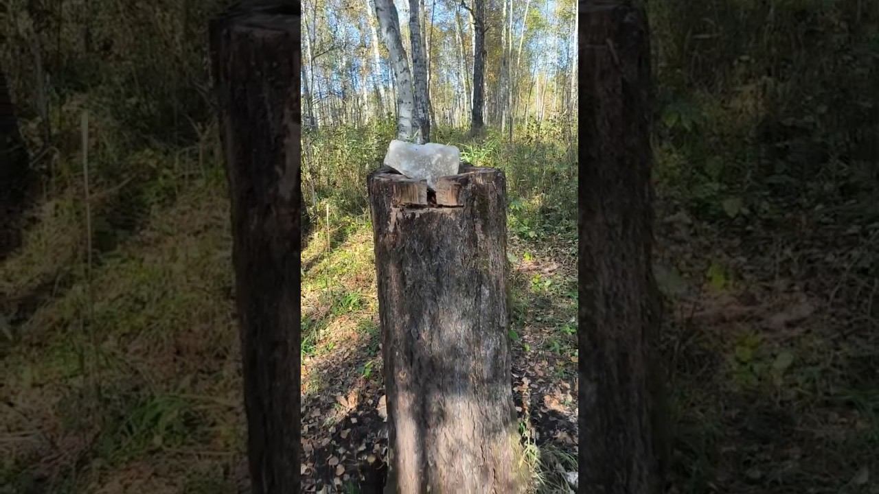 Будни Чугунаевского охотхозяйства! #охота #палатка #кабан #лось #лето #осень #приключения смотреть онлайн