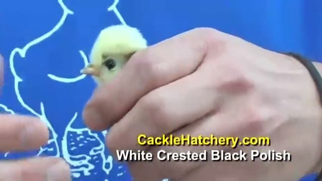 White Crested Black Polish Chicken Breed | Cackle Hatchery - смотреть ...