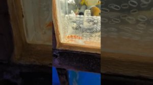 Аквариумистика.