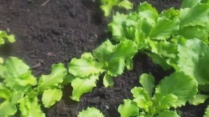 Сеем разные сорта салатов  Сроки сева