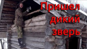 Дикий зверь бродит рядом с домом в поисках жертвы. Машину пришлось отдать.