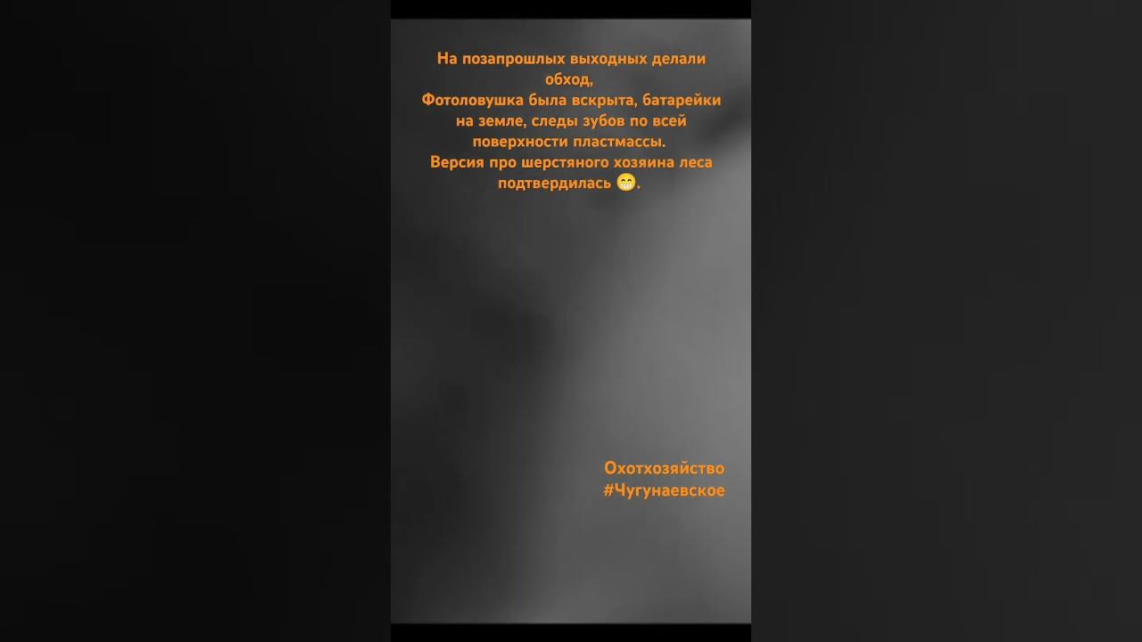 Большой Медведь пришёл в гости! Охотхозяйство Чугунаевское. #медведь #охота #охотарыбалка #лес смотреть онлайн