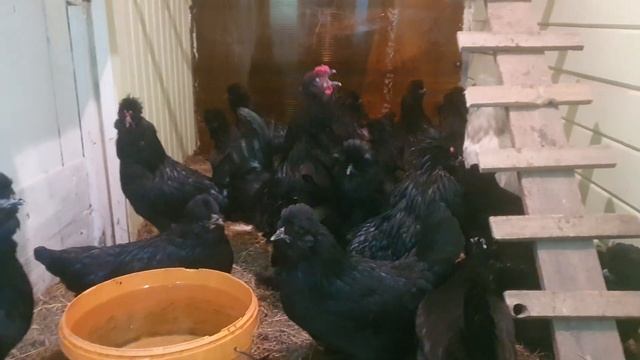 Сибирская Мохноножка порода кур 5,5 месяцев смотреть онлайн