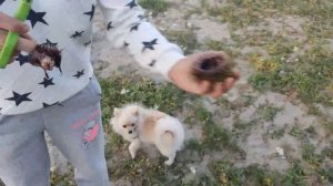 Приехали в Териберку, пробуем морских ежей и гребешки