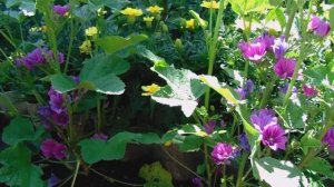 Мальва Лесная - сама сеется и сама растет, даже на дорожках.Выращивание без полива и подкормок.