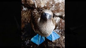 голубоногая олуша