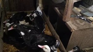 содержание уток зимой/мускусные утята/ утки