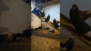 курские голуби, просто смотрю