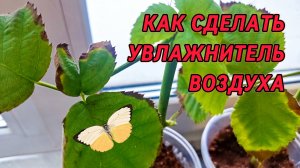 💥 Как сделать увлажнитель воздуха для растений 🌱 своими руками: экономия на миллион!