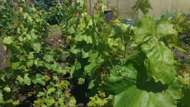 Виноград . Велес ,- перегрузил.... смотреть онлайн