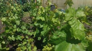 Виноград . Велес ,- перегрузил....