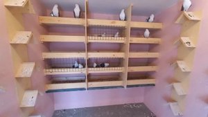 голуби самары. привет Беларусь ! 7 марта в Самаре .