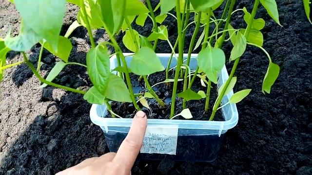 Посадка Рассады КРАСНОГО ТОЛСТОСТЕННОГО Перца в Открытый Грунт (из магазинных перцев).  28 мая 2021
