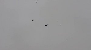 22.12.22.Николаевские голуби Александра Гаврилова.Одесса.