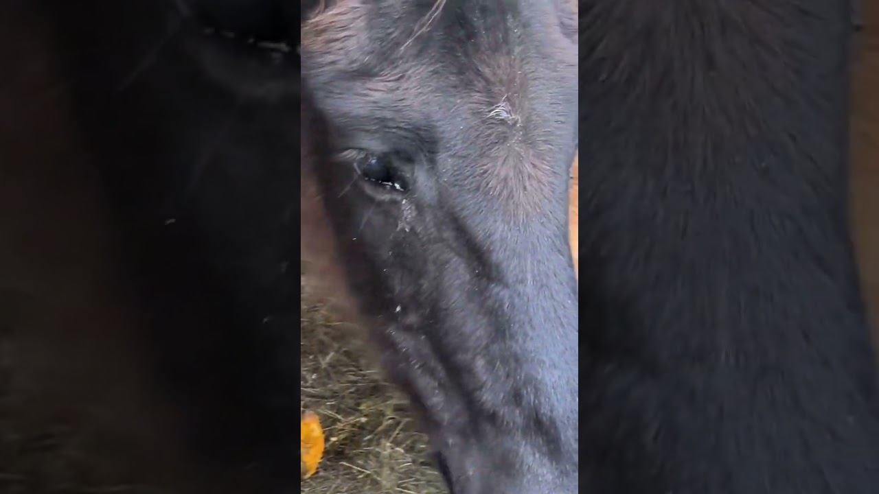 #рыбалка #зимняяловлярыбы #охота #хитрыйосëтр смотреть онлайн