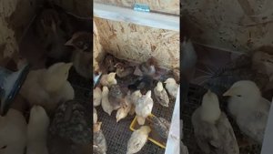 3 недели цыплятам Загорской лососевой, Билефельдера и Барневельдера