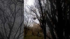 Певчие птицы щегол #щегол #carduelis@pevchiyeptitsi