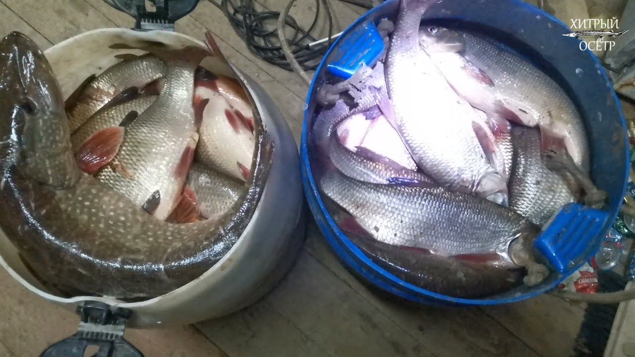 Рыбалка На СЕТИ! Добыча Сплавной Сетью! смотреть онлайн