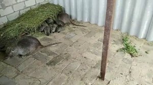 Новый вольер для нутрий