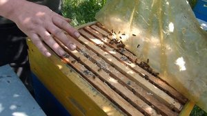 Честный отзыв по пчелопакетам или как взять мед акации с пчелопакета