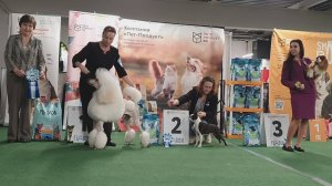 07.12.2024, СПб. Клуб "ИМПЕРИЯ". Выставка собак САС 9 группы FCI