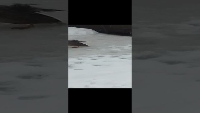 БЕЛОЛОБЫЙ ГУСЬ И КРЯКВЫ НА ПРОГУЛКИ В ДОЖДЬ СО СНЕГОМ