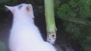 Выращивание и Уход за  Луком Пореем.