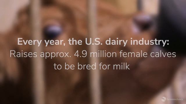 ICYMI: Dairy Milk Comes From Mother Cows
