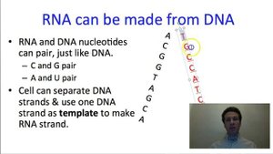 Nucleic acids