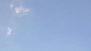 Орел атакует голубей