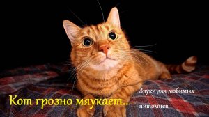 Кот грозно мяукает. Звуки для любимых питомцев