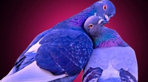 Голуби. Кавер под гитару. Исполняет Николай Саллас