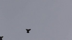 голуби донецка (весенние полёты)22.04.2017