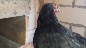 Сбор куриных яиц! #сборяиц