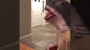 человек акула