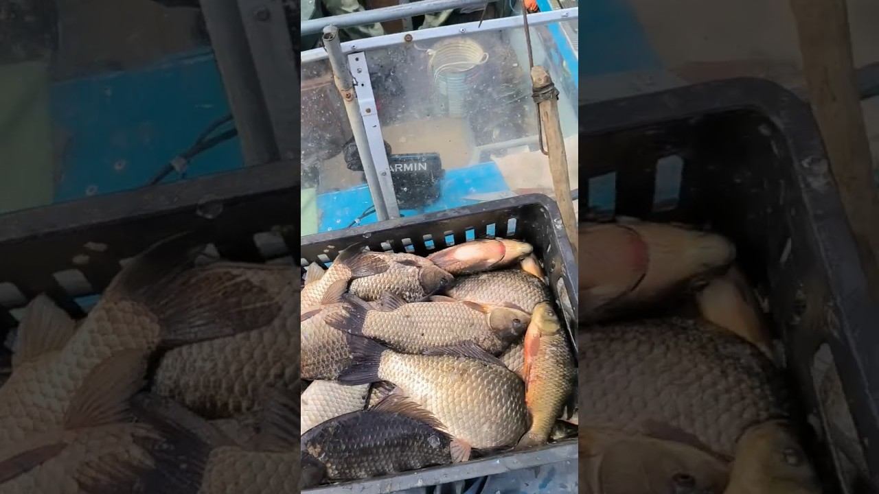 Рыбалка на удочку! Ловля трофейного карася! #рыбалка #трофей #карась #охота #природа смотреть онлайн