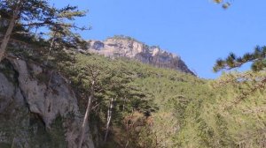 В поисках Жар-птицы