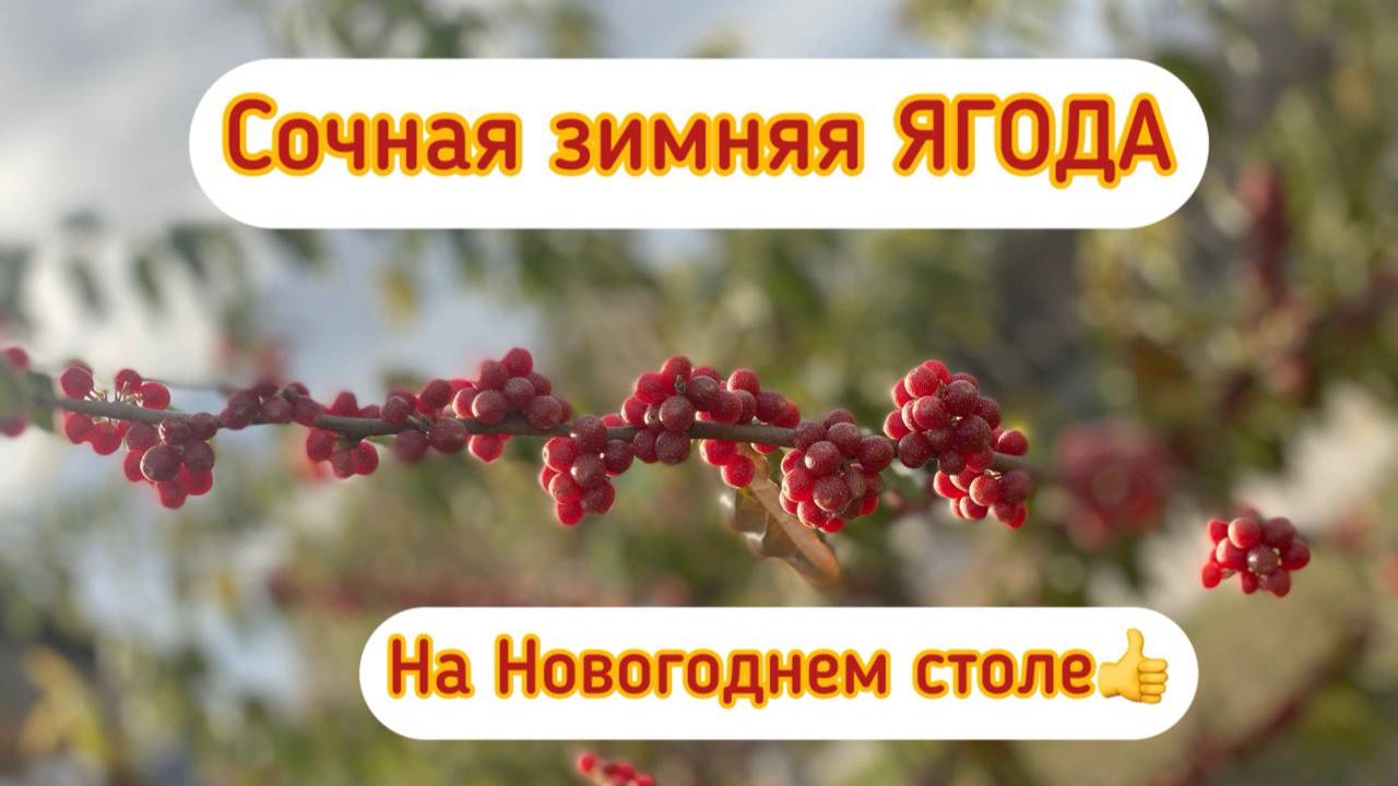 ПЛОДОВЫЕ ДЕРЕВЬЯ / Лох зонтичный / Акигуми смотреть онлайн