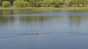 Август 2023г. в Санкт-Петербурге. На озере в Полюстровском парке...