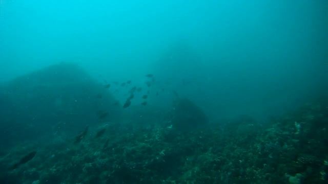 20120913龍洞公園紅目鰱群及鰻魚大戰章魚
