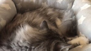 Новый котик в приюте. Он просто огромный