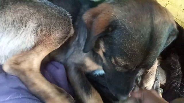 Так и живем!!!Максик и друзья!!! смотреть онлайн