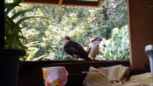 Sounds of the song Kookaburras.Незабываемое пение Кукабарра.
