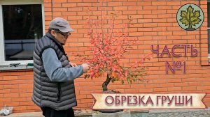 Осенняя обрезка груши / часть 1