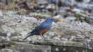 Синий каменный дрозд
