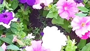 Петуния цветок. Как делать обрезку и почему?